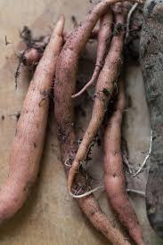 Growing sweet potato in containers is particularly useful for small spaces such as. How To Grow A Sweet Potato In Your Home Homestead Brooklyn