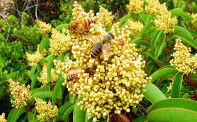 A 'cheat sheet' these generalizations are for the learning garden, located in sunset zone 24 , less than 3 miles from the pacific ocean in an alluvial plain that is just above sea level. Foreign Bees Monopolize Southern California Flower Resources Ucnrs
