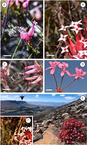 Image result for Riocreuxia torulosa