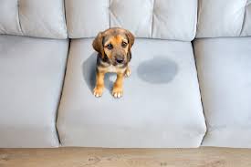 We are the most 'liked' pet stain and odor cleaner on facebook for a reason. Dog Peeing In The House What To Know What To Do