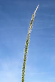 Image result for Setaria incrassata