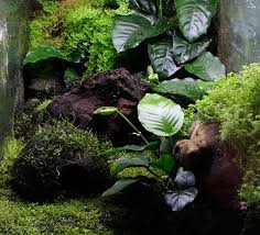 Niceterrarium Jpg 600 544 Pixels Rainforest Plants Terrarium Plants Aquatic Plants