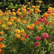 Plant These 6 Flowers Now for Gorgeous Blooms Until Frost