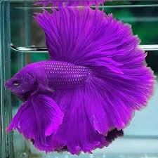 Most beautiful types of betta fish. Most Beautiful Betta Fish In The World Life Back Medical Weight Loss Facebook