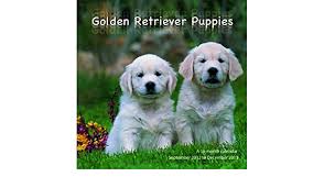 1 year genetic health guarantee, shots up to date with complete health papers. Golden Retriever Puppies 2013 Wall Calendar Mgdog26 Magnum 9781617911675 Amazon Com Books