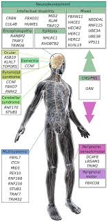 Gan gan nor is on facebook. Frontiers E3 Ubiquitin Ligases In Neurological Diseases Focus On Gigaxonin And Autophagy Physiology