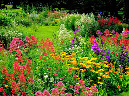 If i buy the same kind, will they cross pollinate to produce cherries? June Gardening By Plant Hardiness Zone Gildshire