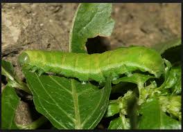 This shade of green blends in perfectly with the leaves of your taomato plant, so even though they can be huge, they can also be very hard to see, even when you look very closely. Green Caterpillar Identification Guide 18 Common Types Owlcation