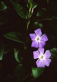 Image result for Baissea wulfhorstii