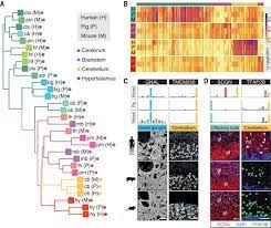 From viral sequence to protein function. An Atlas Of The Protein Coding Genes In The Human Pig And Mouse Brain Science