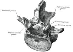 What muscles will attach to the typical lumbar spinous process? Lumbar Vertebrae Wikipedia