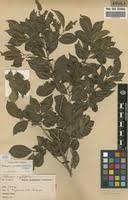 Image result for Pteleopsis