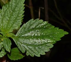 Image result for Lecanthus