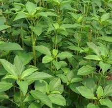 Image result for Corchorus olitorius