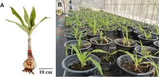 Image result for Crinum ornatum (Aiton) Herb.