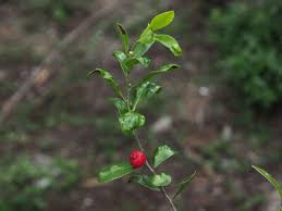 Image result for Aphloia theiformis