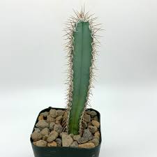 Image result for Senecio forbesii