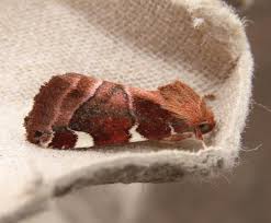 Image result for Cosmia diffinis