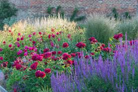 We did not find results for: Garden Design By Carolyn Mullet Darcey Bussell Rose With Multiple Garden Companions In The Foreground Is Purple Salvia Caradonna Sage Just Beyond Is Crimson Red English Rose Thomas A Becket Further Back