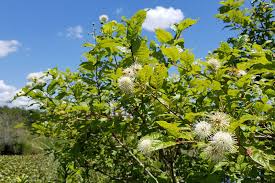 Image result for Cephalanthus