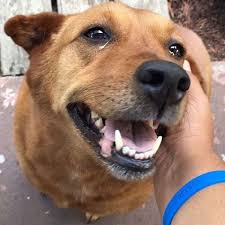 Pin On Symptoms From Eye Crap With Dogs