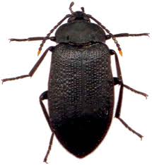 Les Coleopteres Du Quebec