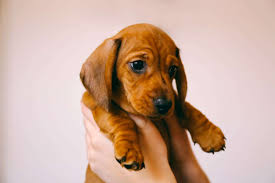 Shut down commercial kennels and. Online Puppy Scams Rising Sharply In 2020 Bbb Warns