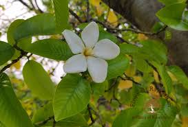 Image result for Phyllanthus mendesii