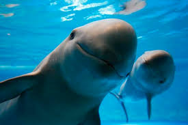 Most of the population has been found around the korean peninsula in the yellow and east china seas, although a freshwater population is found around jiuduansha near shanghai at the mouth of china's yangtze river. This Is A Yangtze Finless Porpoise They Live In The Yangtze River And There Are Only 1000 1800 Left On The Planet They Are Noted For Their High Levels Of Intellegence Unmatched By