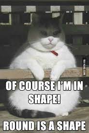 70 Most Hilarious White Cat Meme Funny White Cat Images White Cat Meme Animal Jokes Funny Cute Cats
