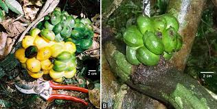 Image result for Triclisia