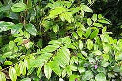 Image result for Dracaena laxissima