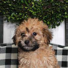 We have yorkies, toy poodles, maltese, maltipoos, yorkipoos and morkies. Information On Morkiepoo Puppies For Sale In Arkansas
