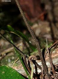 Image result for Asplenium uschiae