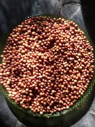 Image result for Grewia retinervis