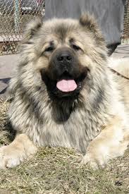 caucasian shepherd dog kavkazskaya ovcharka foto sobak shenki