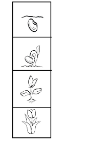 Olusum Lale Bitki Boyama Sayfalari Ekoloji