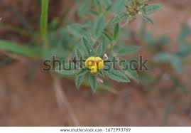 Image result for Stylosanthes fruticosa