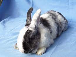 It is a breed based around the coloration and markings, rather than fur and body type. 404 Not Found Cute Animals Pet Rabbit Cute Bunny