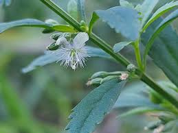 Image result for Scoparia dulcis