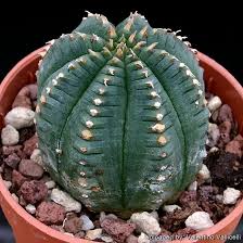 Image result for Euphorbia fortissima