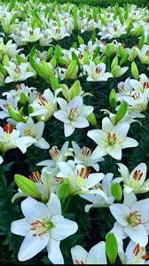 Pin By Vanuza Oliveira On Flower Video White Lily Flower Flowers Nature Flower Garden Design