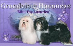 Explore 29 listings for havanese puppies for sale at best prices. Havanese Puppies Havanese Breeder Wa Grandview Havanese
