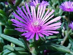 Image result for Delosperma tradescantioides