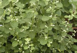 Image result for Aerva