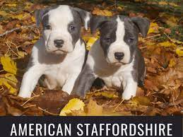 Explore 43 listings for kc staffordshire bull terrier puppies at best prices. American Staffordshire Pit Bull Terrier Puppies Pethelpful