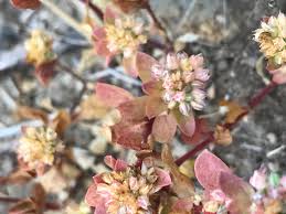 Image result for Polycarpon tetraphyllum