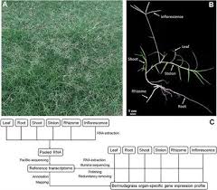 Contoh surat keputusan penetapan tim pengelola ke. Frontiers Organ Specific Transcriptome Analysis Identifies Candidate Genes Involved In The Stem Specialization Of Bermudagrass Cynodon Dactylon L Genetics