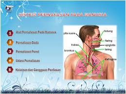 Nota sains tahun 4 unit 2 manusia chang tun kuet. Sistem Pernafasan Pada Manusia Smp Negeri 2 Rembang Jateng Ppt Download