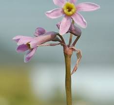 Image result for Tulbaghia cameronii
